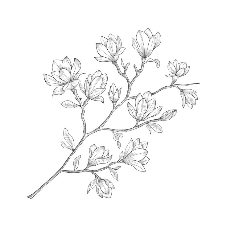 a drawing of a branch with flowers on it