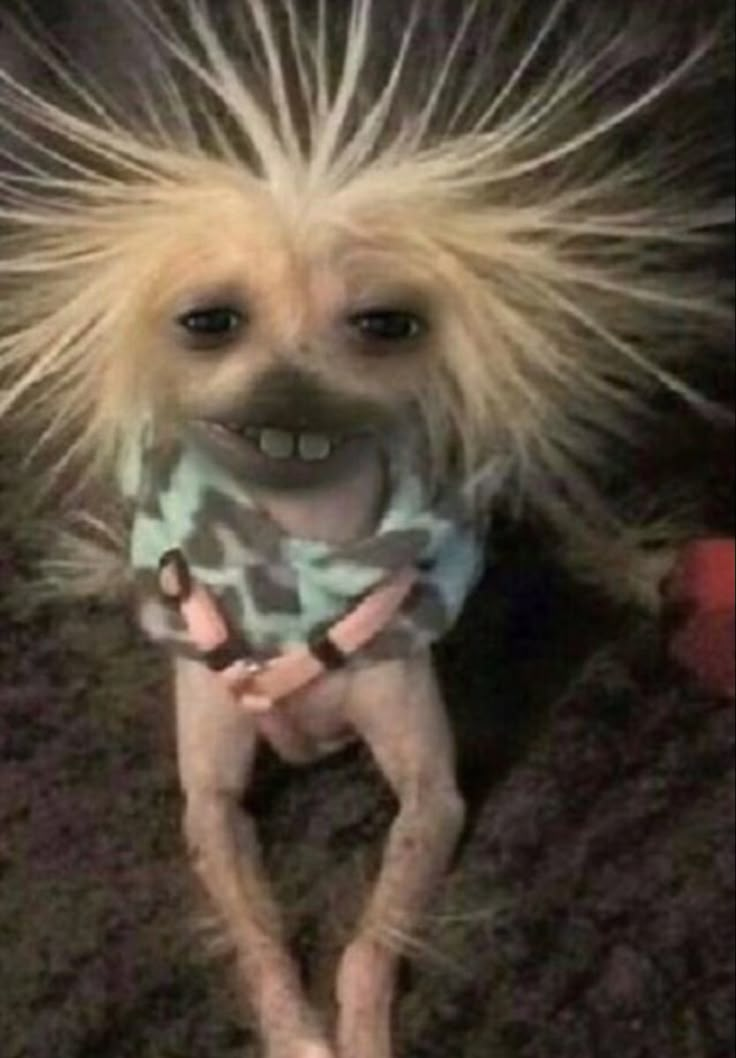 a small dog with long hair standing on top of a carpeted floor next to a stuffed animal