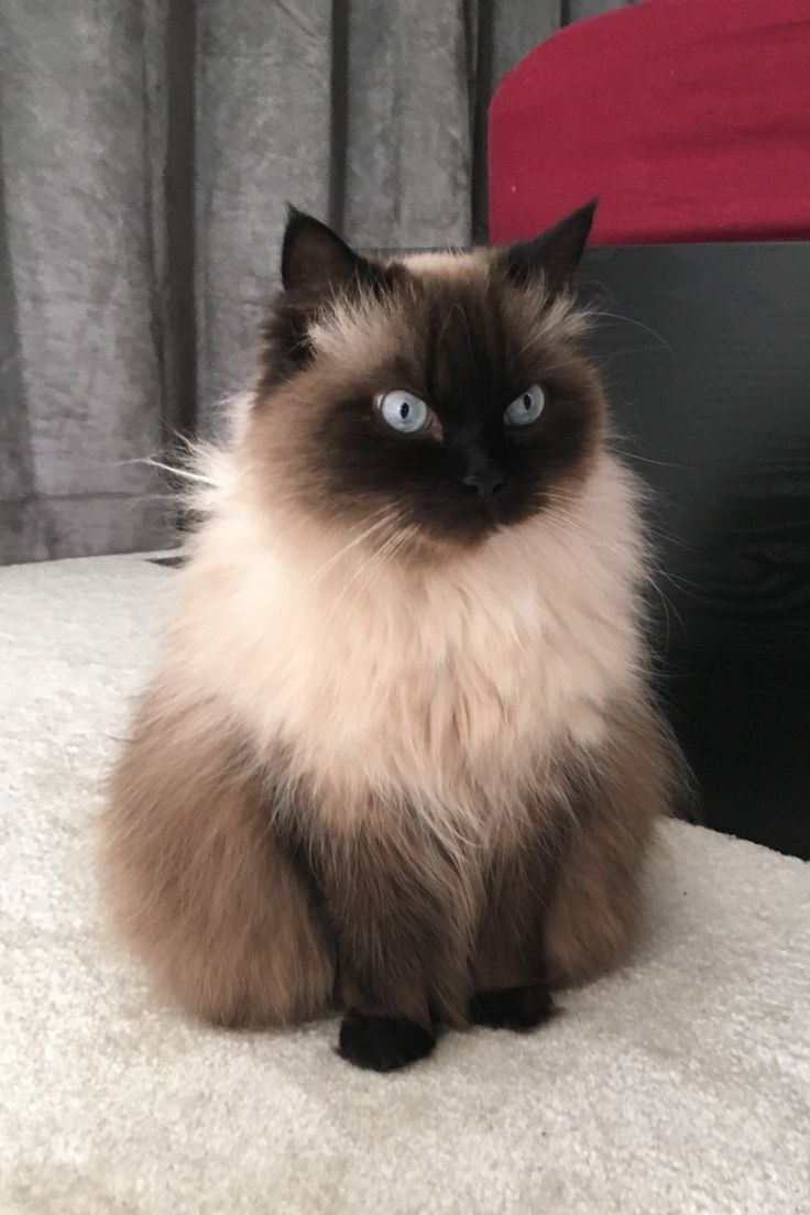 a fluffy cat sitting on top of a bed