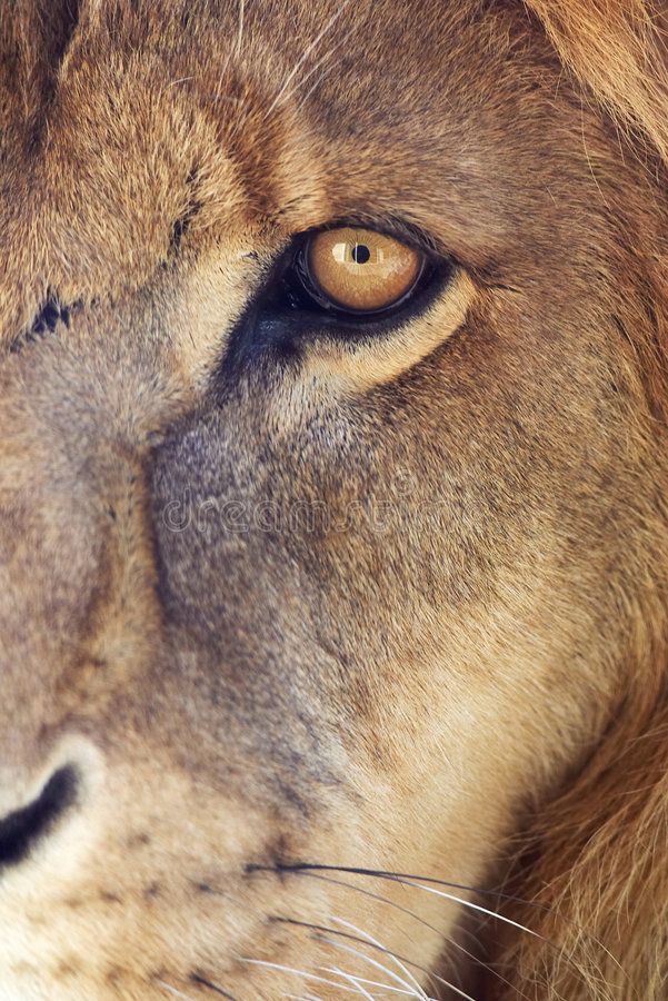 a close up view of a lion's face with yellow eyes and brown fur