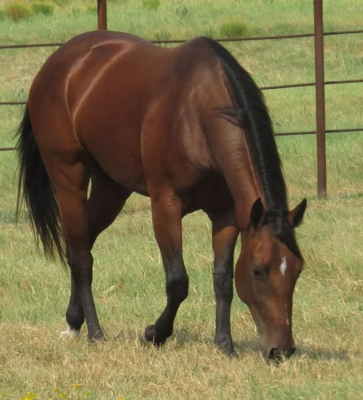 a brown horse eating grass in a field