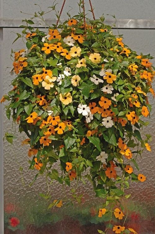 a hanging basket filled with yellow and white flowers