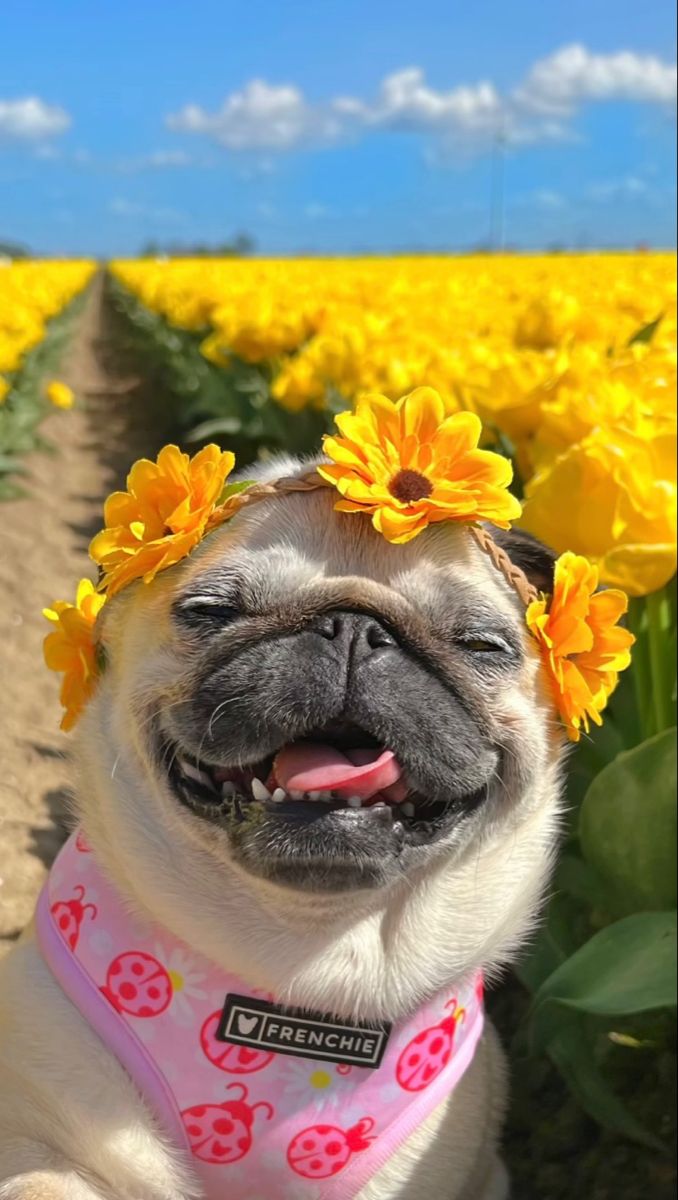 a pug dog wearing a pink bandana and smiling in a field of yellow flowers