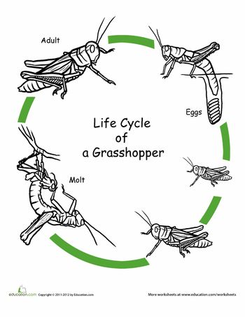 the life cycle of a grasshopper