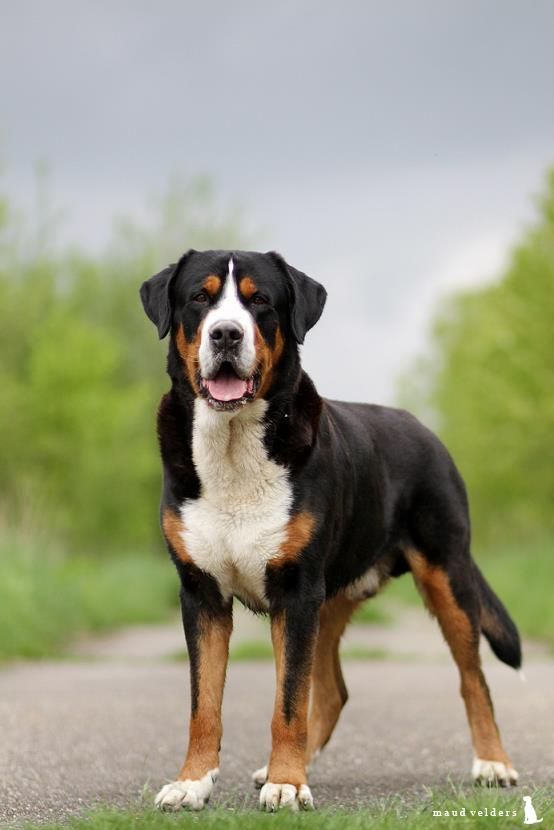 a large black and brown dog standing on top of a road