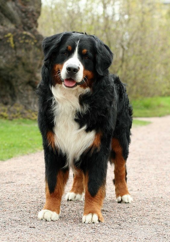 a large black and brown dog standing on top of a gravel road next to trees