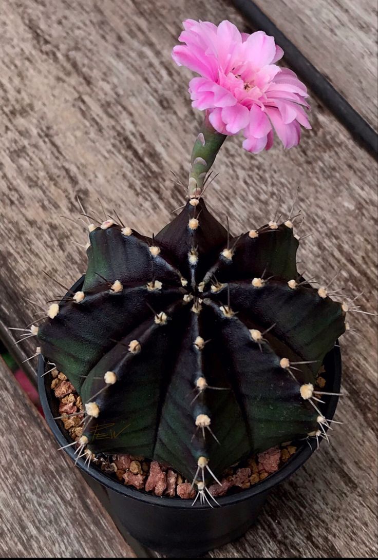 a pink flower sitting on top of a potted plant