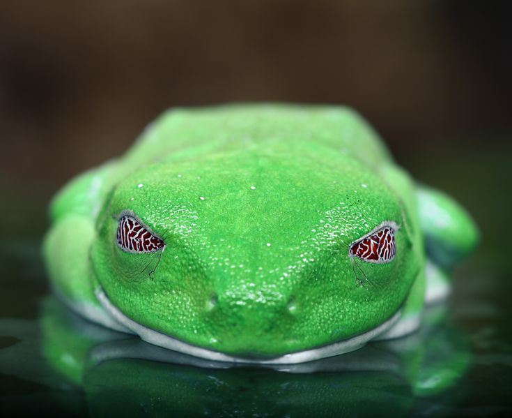 a green frog with red and white stripes on it's face sitting in water