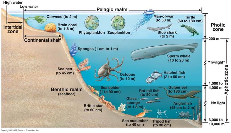 the ocean floor is filled with different types of marine life