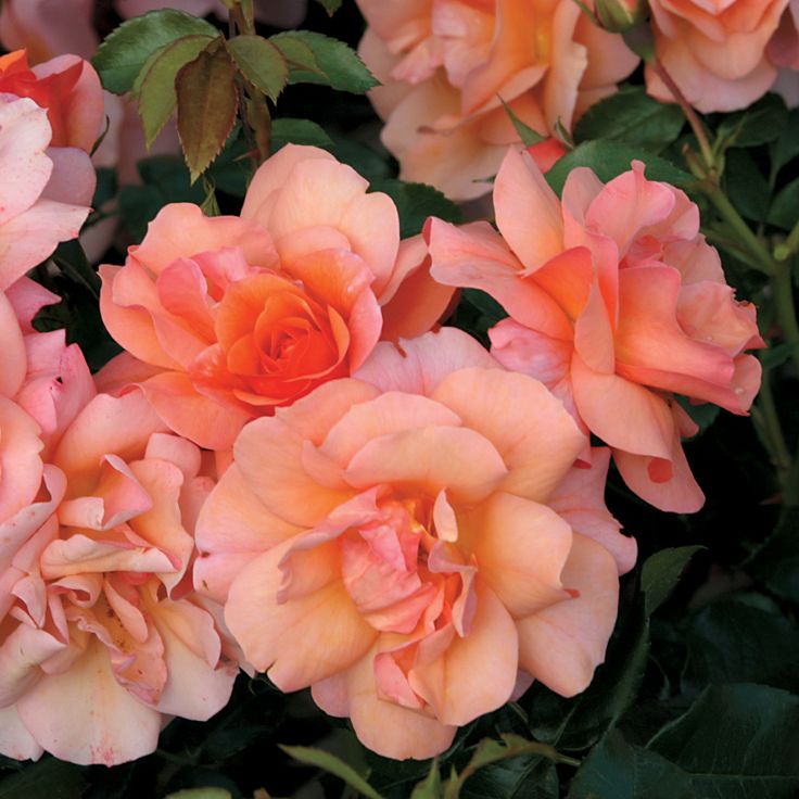 several peach colored roses blooming in the garden