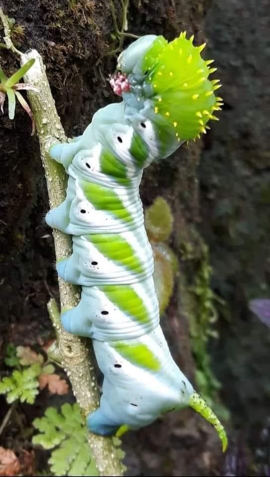 a green and white caterpillar crawling on a tree branch