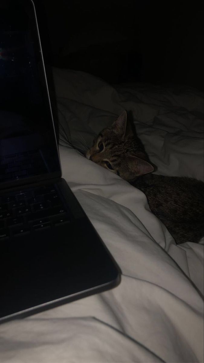 a cat laying next to a laptop on a bed