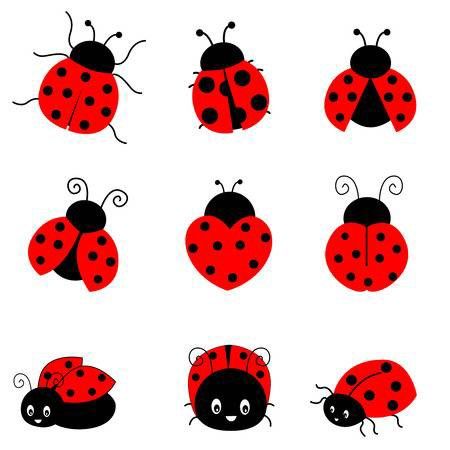 the ladybugs are all different sizes and colors