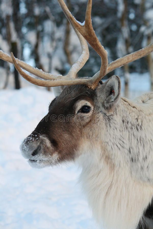 an animal with large antlers standing in the snow