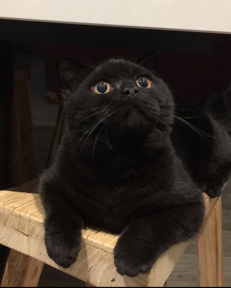 a black cat sitting on top of a wooden chair looking up at the camera with one paw in the air