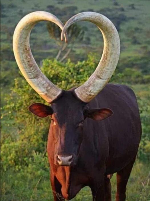 a cow with large horns standing in the grass and heart shaped by its long curved horns