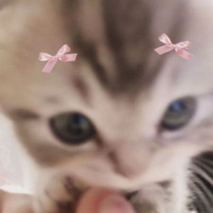 a small kitten with pink bows on its head is being held by someone's hand