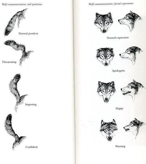 an open book with drawings of wolfs and other animals in different stages of development