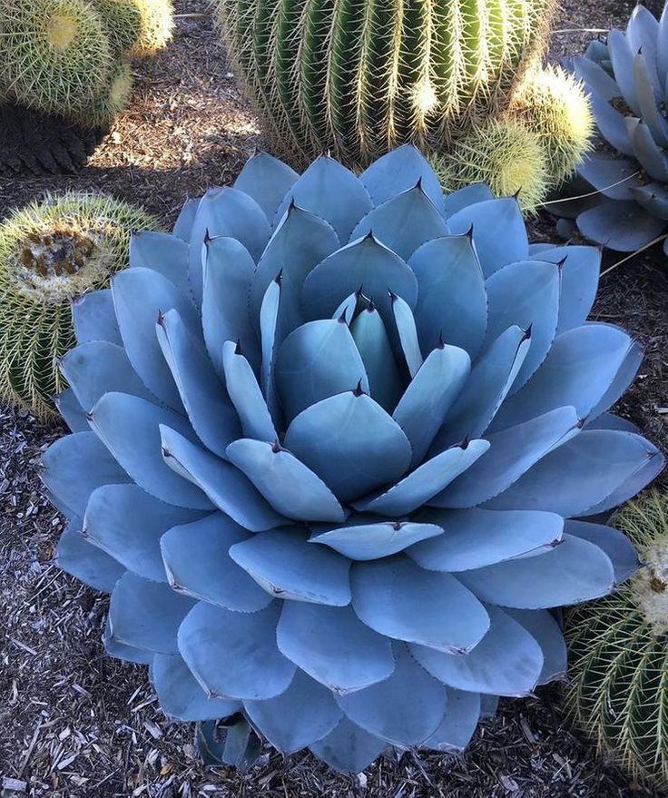 a large blue flower surrounded by many cacti