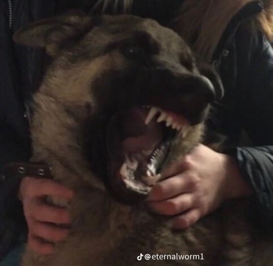 a person holding a dog with it's mouth open and its teeth wide open