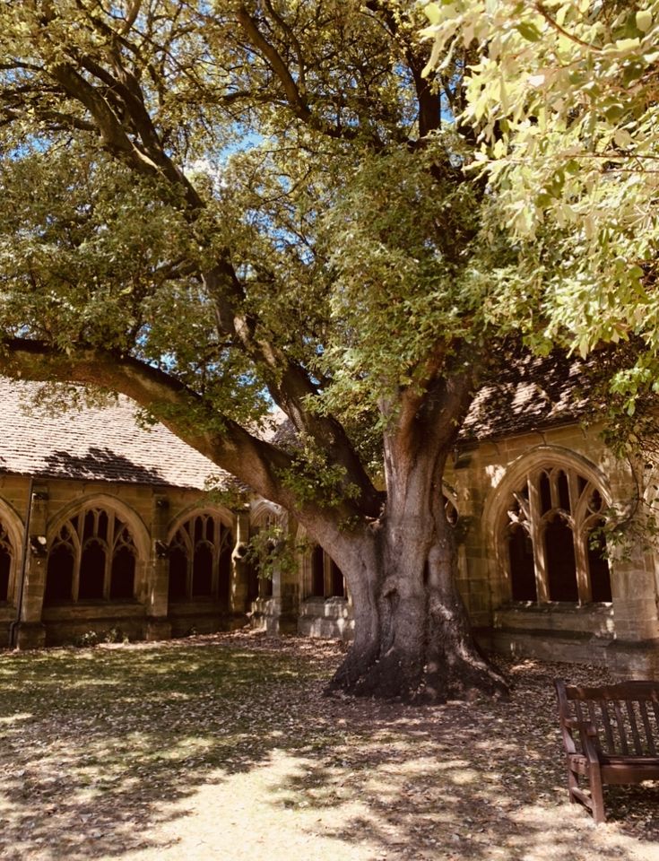 an old tree in front of a building with arches and windows on the roof, surrounded by leaves