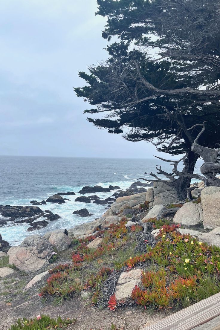 a bench sitting on top of a rocky beach next to the ocean with trees growing out of it