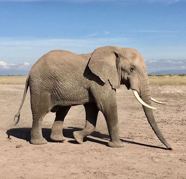 an elephant walking across a dirt field under a blue sky