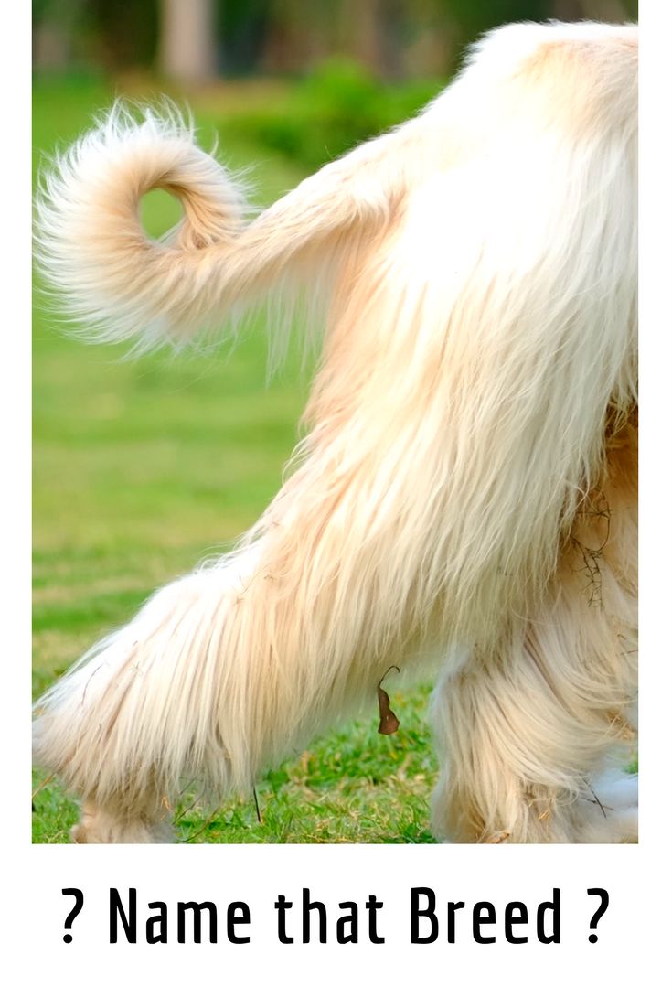 a long haired dog standing on its hind legs in the grass with it's tail up