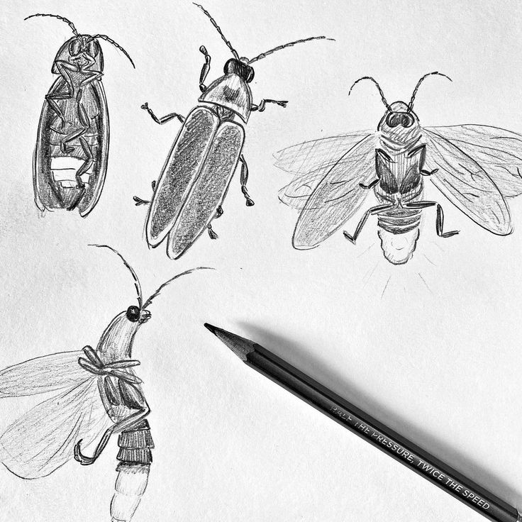 three bugs and two bees are drawn on paper with a pencil in front of them