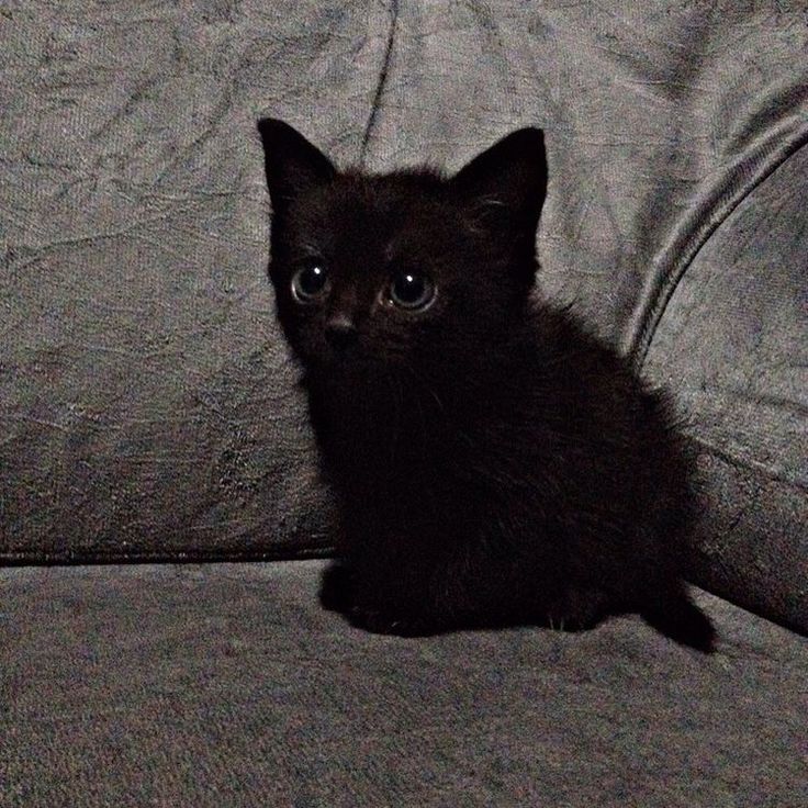 a small black kitten sitting on top of a couch