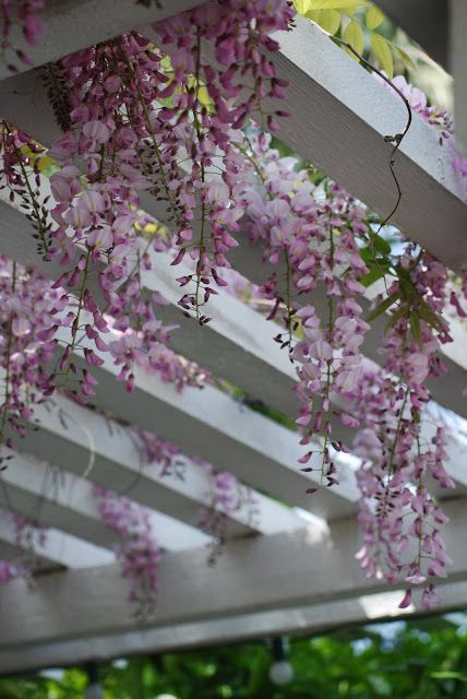 purple flowers growing on the side of a wooden pergol