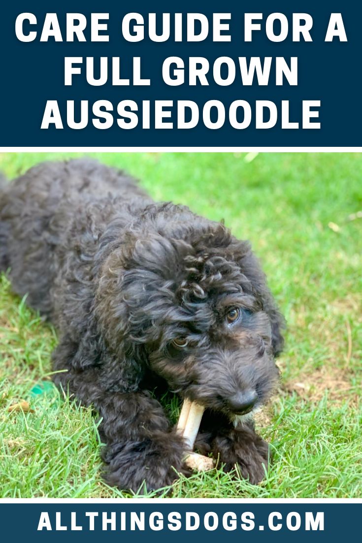 the best aussiedoodle names