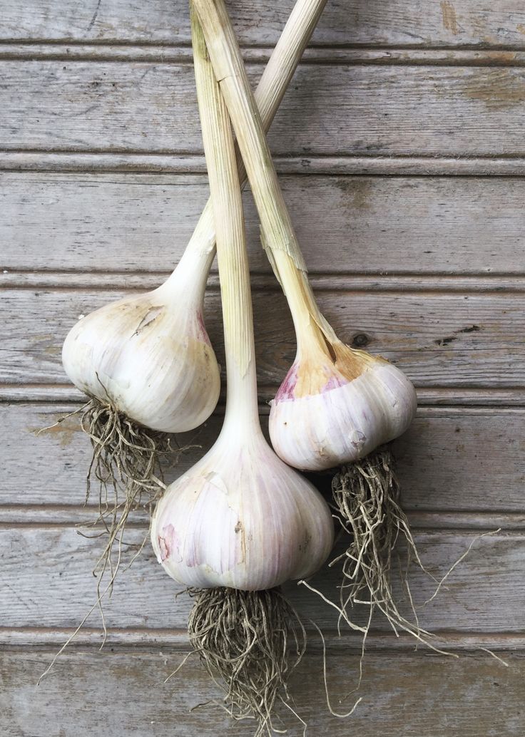 three bulbs of garlic hanging from the side of a wooden wall with roots growing out of them