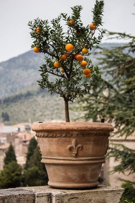 an orange tree in a pot on top of a stone wall