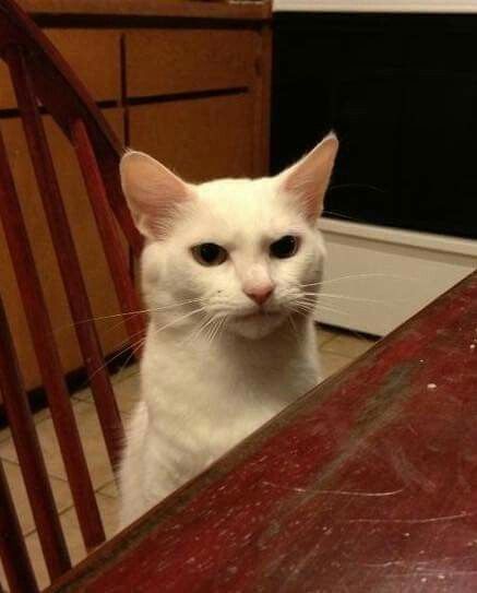 a white cat sitting on top of a wooden chair next to a kitchen table and oven