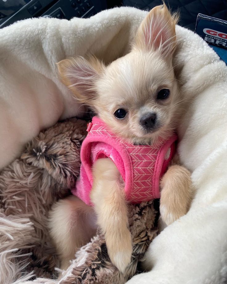 a small dog wearing a pink shirt and holding a stuffed animal in it's lap