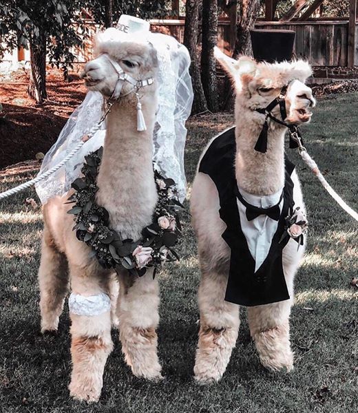 two llamas dressed up in wedding attire