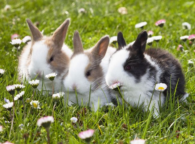 three rabbits are sitting in the grass with daisies