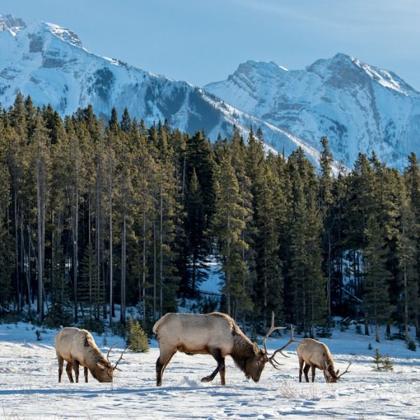 three elk grazing in the snow with mountains in the backgrounnd and pine trees behind them