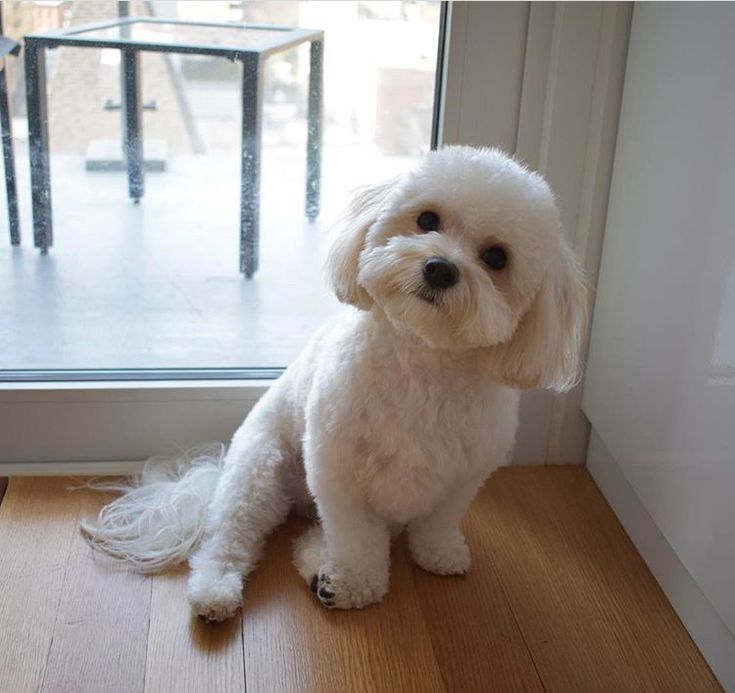 a small white dog sitting on top of a wooden floor next to a glass door