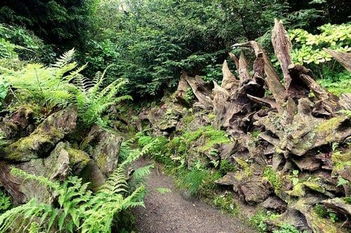 a path in the woods with lots of trees and plants growing on it's sides