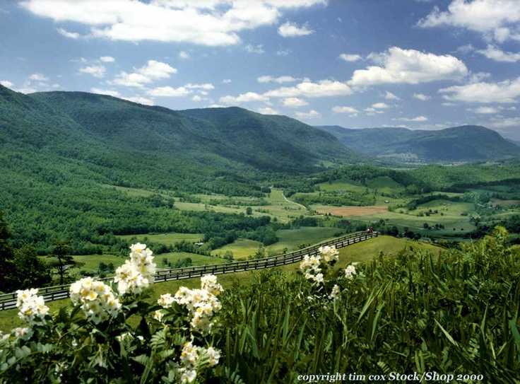 white flowers in the foreground with mountains in the background and clouds in the sky