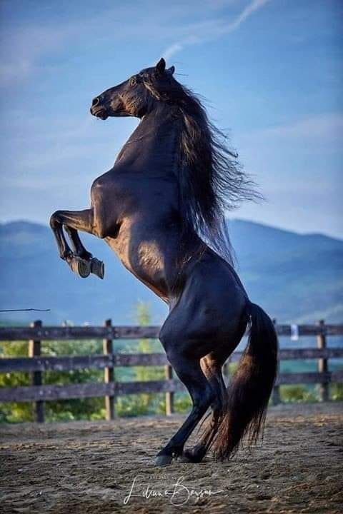 a black horse standing on its hind legs