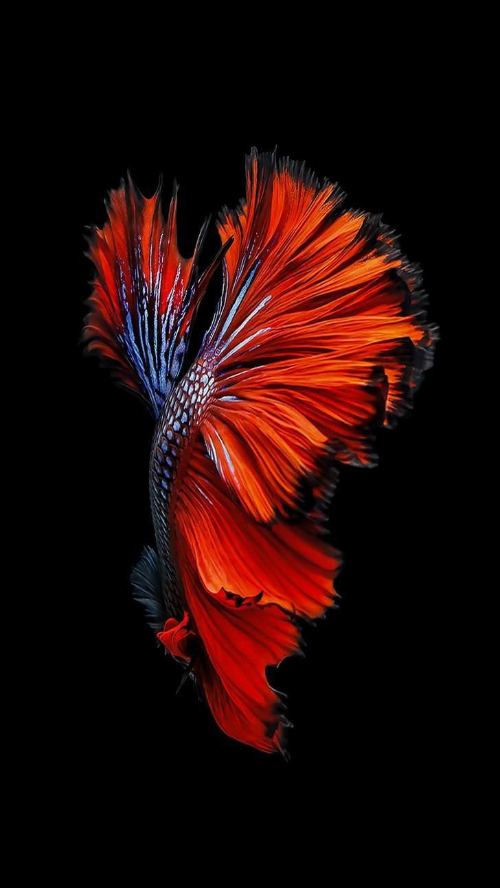 the red and blue fish is swimming in the dark water with it's tail up