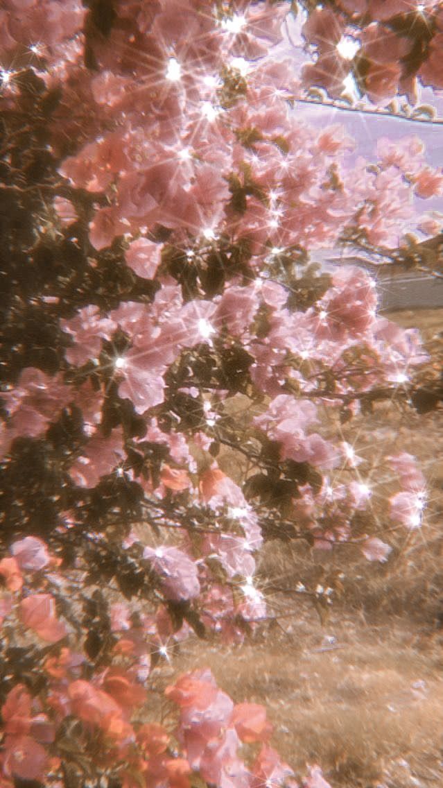 pink flowers are blooming on the tree outside