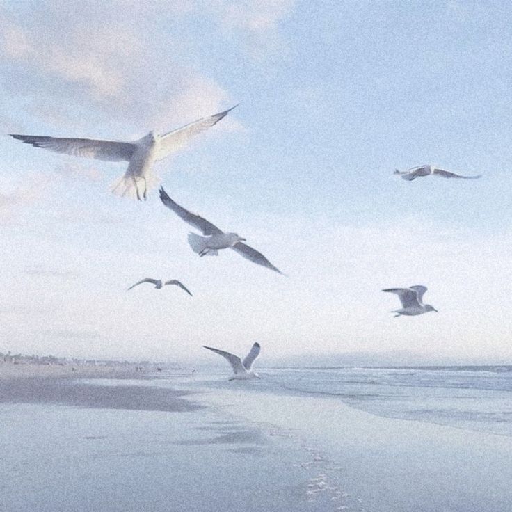 several seagulls flying over the ocean on a beach with footprints in the sand