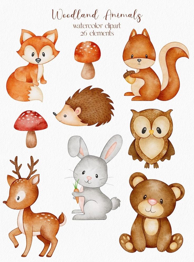 watercolor woodland animals clipart set