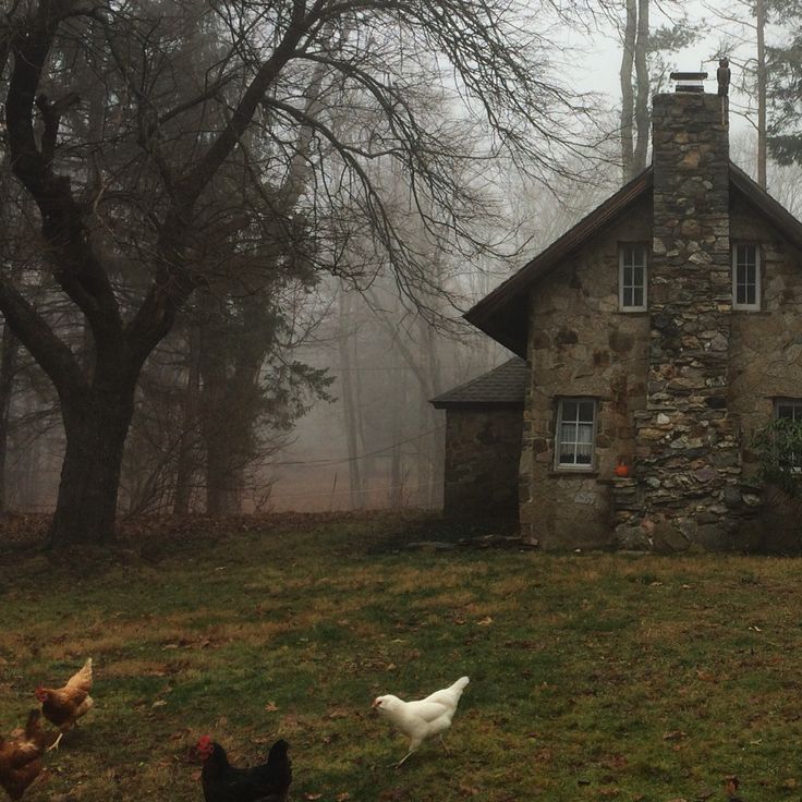 several chickens are walking around in front of a stone house on a foggy day