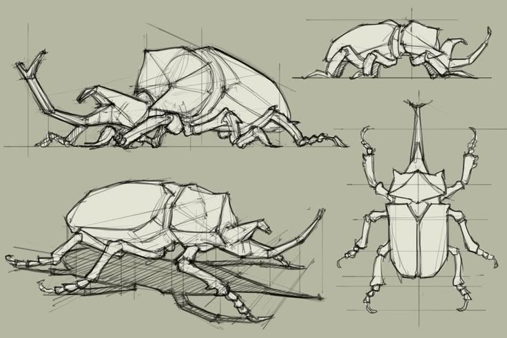 three drawings of bugs with different angles