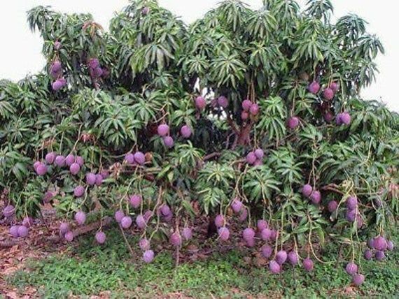 the fruit is growing on the tree and ready to be picked